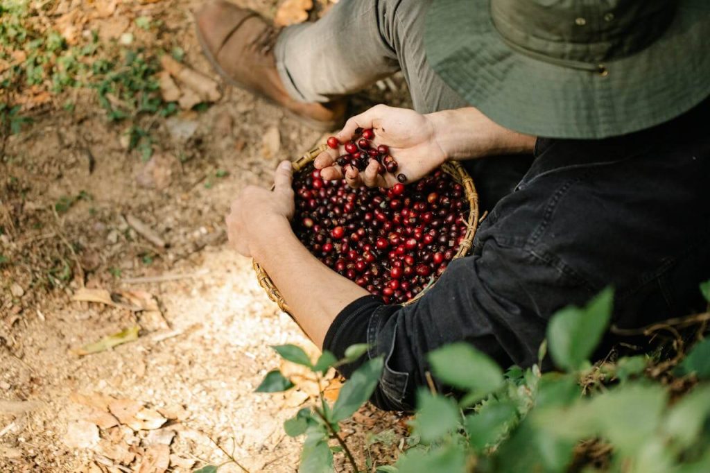 Roasted Arabica and Robusta Coffee Bean for Export