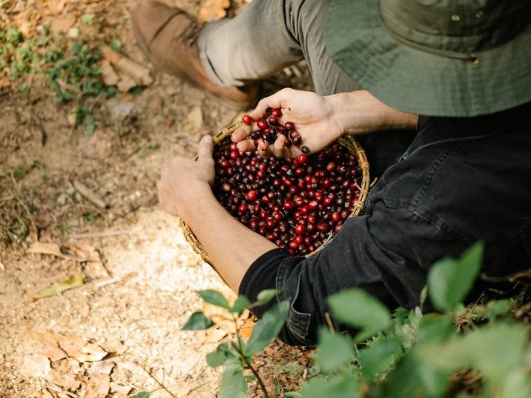 Unveiling the Rich Tapestry: 7 Compelling Advantages of the Arabica Coffee Trade